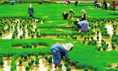 டெல்டா மாவட்டங்களில் 5 லட்சம் ஏக்கரில் குறுவை சாகுபடி செய்ய இலக்கு