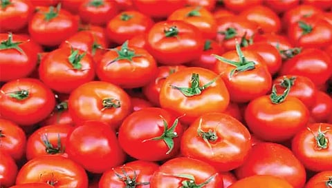 கோடை வெயிலின் தாக்கத்தால் விளைச்சல் பாதிப்புசேலம் மாவட்டத்தில் தக்காளி கிலோ ரூ.40-க்கு விற்பனை