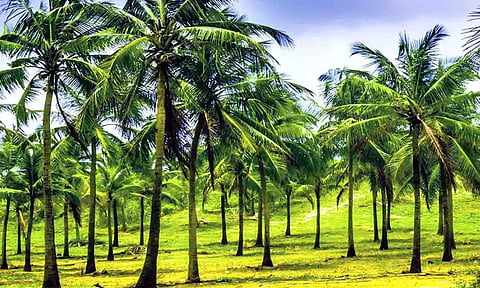 கோப்புபடம்.