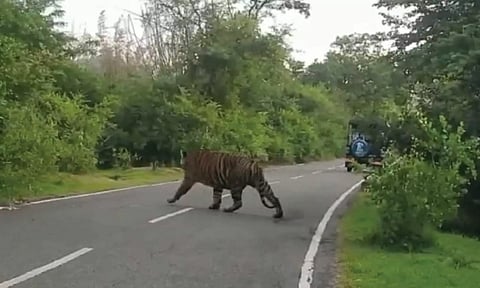 ரோட்டை கடந்து சென்ற புலியை படத்தில் காணலாம்.