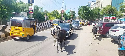 கே.கே.நகர் பகுதியில் சாலையை மறித்து நடந்த செல்லும் மாடுகளையும், பின்னால் மெதுவாக வரும் வாகனங்களையும் படத்தில் காணலாம்.