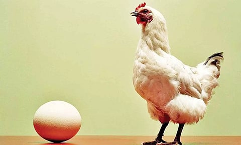 முதலில் வந்தது கோழியா...? முட்டையா..? பல ஆண்டு கால புதிருக்கு விடை தேடி கொடுத்த விஞ்ஞானிகள்