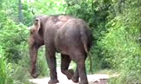 ஆனைமலை அருகே விளைநிலங்களில் மீண்டும் புகுந்த மக்னா யானை