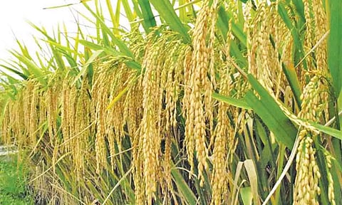 நெல் பயிருக்கு ஜிங்க் சல்பேட் மானிய விலையில் பெற்று பயன் பெறுங்கள் -அதிகாரி தகவல்