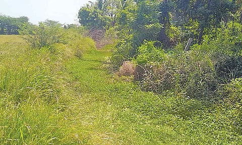 செடி, கொடிகள் மண்டியுள்ள ஜெம்புகாவேரி பிரிவு வாய்க்கால்.