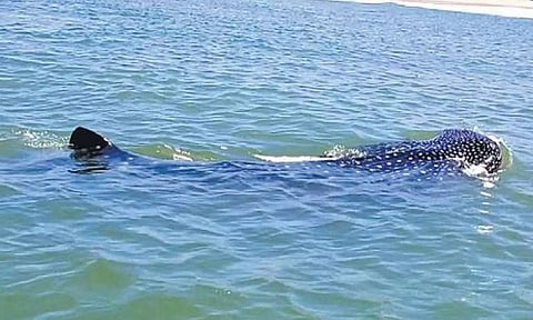 சென்னை கடற்கரைக்கு வந்த 18 அடி நீள திமிங்கலம்