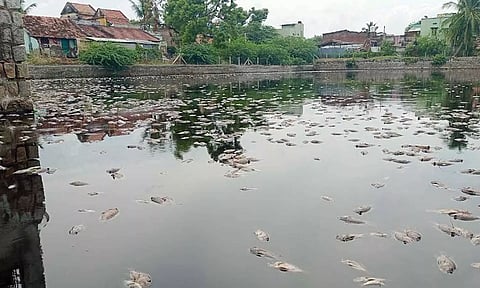 பிரம்ம தீர்த்த குளத்தில் இறந்து கிடக்கும் மீன்கள்.