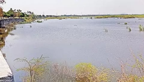செத்து மிதக்கும் மீன்கள், விவசாயம் பாதிப்பு நாமக்கல் தூசூர் ஏரியில் கழிவு நீர் கலப்பதை கண்டித்து மனித சங்கிலி