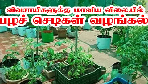 கபிலர்மலை வட்டாரத்தில் மானிய விலையில் பழச்செடிகள் வழங்கல்