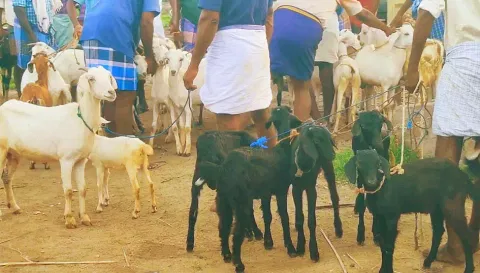 விற்பனைக்கு வந்த ஆடுகளை படத்தில் காணலாம்.