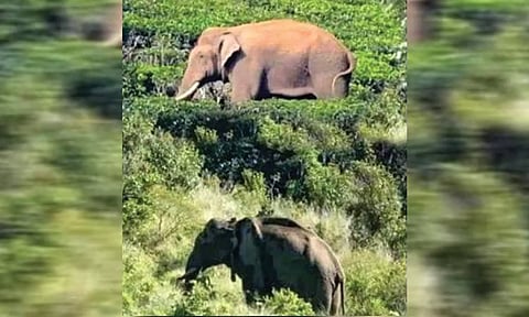 சமூக வலைதளத்தில் வெளியான அரிசி கொம்பன் யானை.