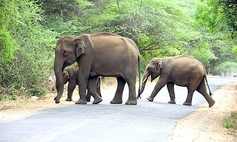 மஞ்சூர்-கெத்தை மலைப்பாதையில் குட்டியுடன் உலா வந்த காட்டுயானை