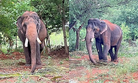 பாகுபலி யானையை பிடிக்க முதுமலையில் இருந்து அழைத்து வரப்பட்டுள்ள 2 கும்கி யானைகள்.