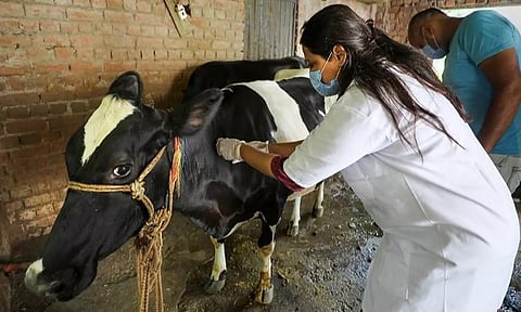 கருணாநிதி நூற்றாண்டு விழாவையொட்டி மாபெரும் கால்நடை மருத்துவ முகாம்