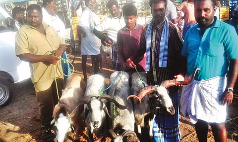 விற்பனைக்கு கொண்டு வரப்பட்ட செம்மறி ஆடுகள்.