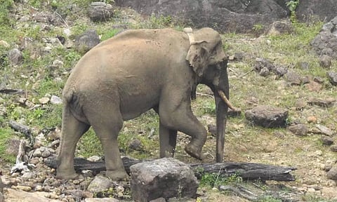 உடல் மெலிந்த நிலையில் காணப்படும் அரிசி கொம்பன்.