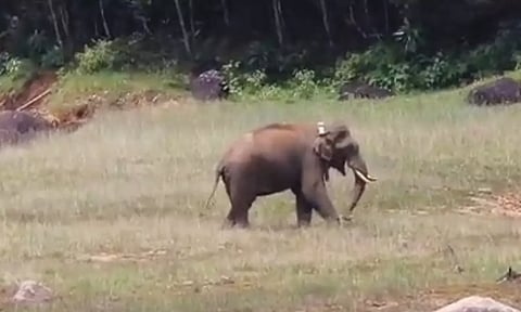 அப்பர் கோதையாறு பகுதியில் சுற்றி வரும் அரிசி கொம்பன் யானையை படத்தில் காணலாம்.