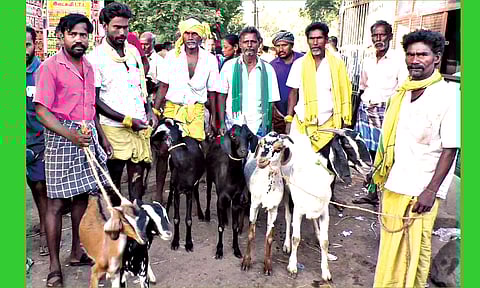 விற்பனைக்காக கொண்டு வரப்பட்டுள்ள ஆடுகள்.