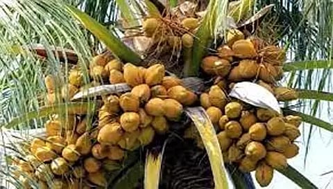 நாமக்கல்லில் தென்னை சாகுபடி குறித்த சிறப்பு பயிற்சி