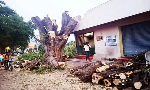 சாலையில் வெட்டப்பட்டு இருக்கும் மரங்கள்.