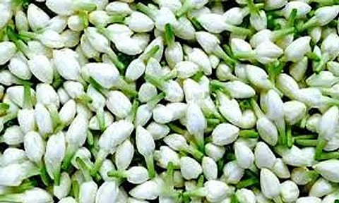 மல்லிகை பூக்கள் விலை இருமடங்கு உயர்வு