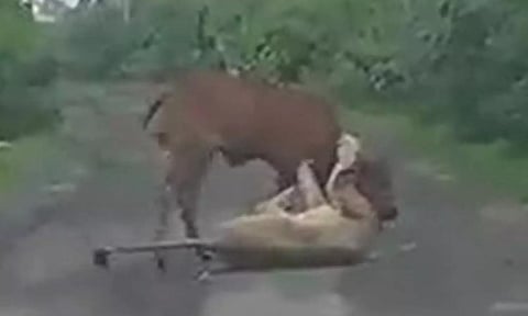 சிங்கத்திடம் சிக்கிய பசு - செங்கலை எறிந்து காப்பாற்றிய விவசாயி- வைரலாகும் வீடியோ