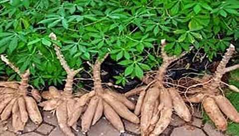 பரமத்திவேலூர் பகுதியில் மரவள்ளிக் கிழங்கு விலை வீழ்ச்சி