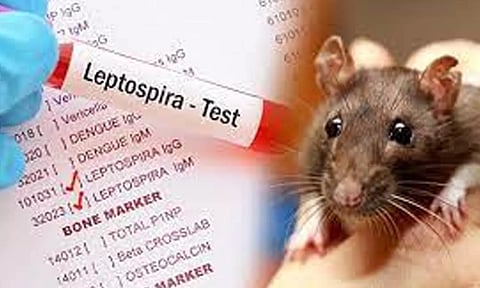 கேரளாவில் எலி காய்ச்சல் பரவல் எதிரொலி: கோவை, நீலகிரி எல்லைகளில் பாதுகாப்பு நடவடிக்கைகள் தீவிரம்