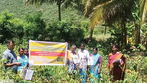 மரவள்ளித் தோட்டத்தில் செம்பேன் பூச்சி தாக்குதல் குறித்து ஆய்வு செய்த குழுவினர்.