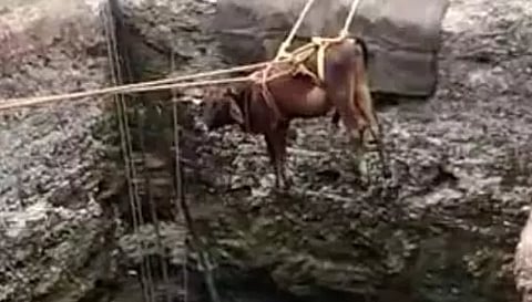 கிணற்றில் தவறி விழுந்த பசு மாடு உயிருடன் மீட்பு