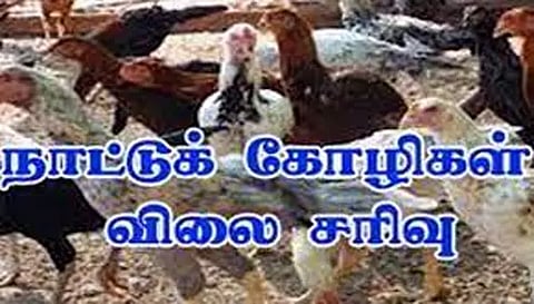பரமத்திவேலூர் சந்தையில் நாட்டுக்கோழி விலை சரிவு
