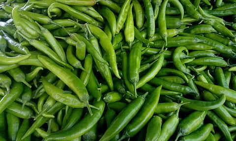 பச்சை மிளகாய் விலை புதிய உச்சம்- கிலோ ரூ.100-க்கு விற்பனை