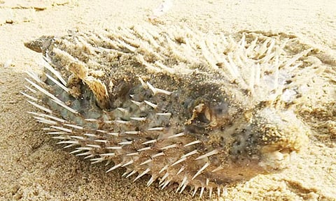 மாமல்லபுரம் மீனவர்கள் வலைகளில் அதிகம் சிக்கும் 'பலாசி'- மீன் முள் விஷத்தன்மை கொண்டது