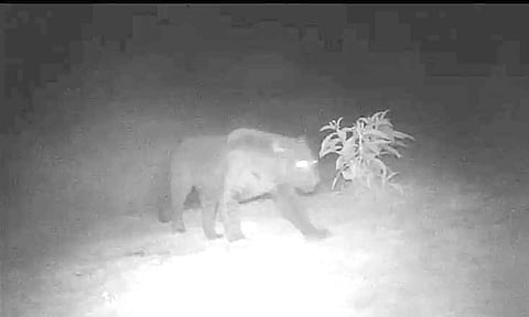 கோத்தகிரியில் இரவு நேரத்தில் கருஞ்சிறுத்தை மற்றும் கரடிகள் நடமாட்டம்