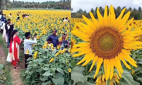பூத்து குலுங்கும் சூரியகாந்தி மலர்கள்