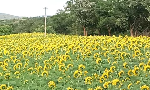 ஊட்டியில் பூத்துக்குலுங்கும் சூரியகாந்தி மலர்கள்