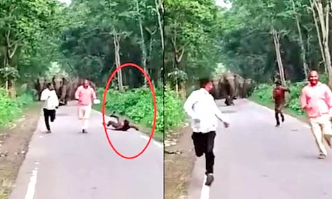 புலிகள் சரணாலய பகுதியில் 'செல்பி' எடுத்தவர்களை விரட்டிய யானை கூட்டம்