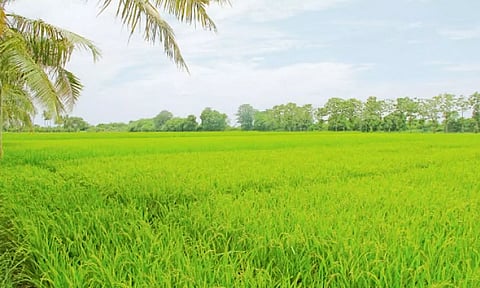 விவசாயிகள் பஞ்சகாவ்யாவை பயன்படுத்தி அதிக மகசூல் பெறலாம்