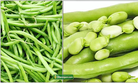 பருவநிலை மாற்றம் நோய் தாக்கத்தால் பீன்ஸ் மகசூல் 20 சதவீதம் பாதிப்பு