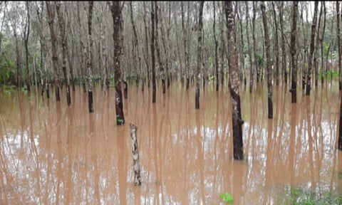 குமரியில் சாரல் மழை நீடிப்பு ரப்பர் பால் உற்பத்தி பாதிப்பு