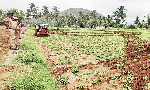 ஆக்கிரமிப்பு செய்யப்பட்டுள்ள நிலத்தை மீட்டு பயிர்களை டிராக்டர் மூலம் பயிர்களை அழித்தனர்.
