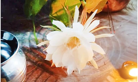 பிரம்ம கமலம் பூவிற்கு வழிபாடு செய்தனர்.
