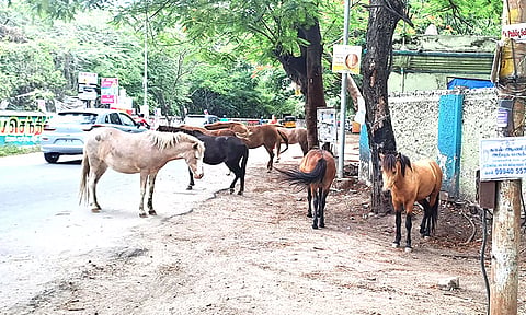 கோவையில் நடுரோட்டில் வாகனங்களை வழிமறிக்கும் குதிரைகள்