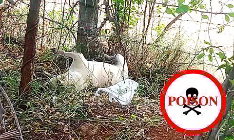 சாலையோரத்தில் இறந்த நிலையில் கிடந்த நாயின் பரிதாபக் காட்சி.