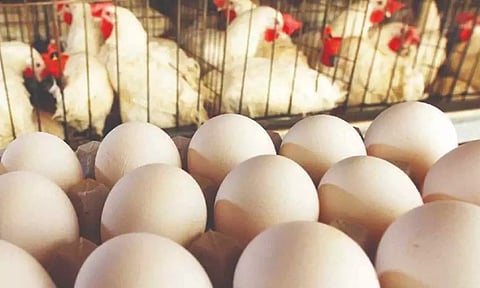 நாமக்கல் மண்டலத்தில் 10 நாட்களில் முட்டை விலை 120 காசுகள் சரிவு- விரைவில் விலை உயர வாய்ப்பு