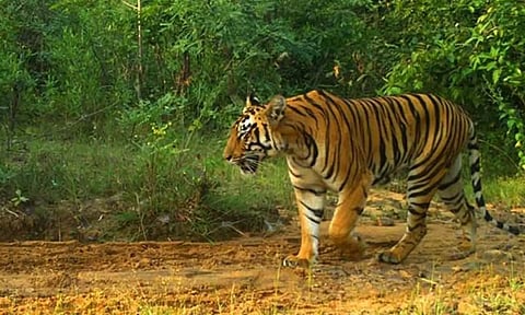 ஆண்டிமடம் பகுதியில் சுற்றி திரிந்த புலிகள்-பாதுகாப்பாக இருக்க வனத்துறையினர் அறிவுறுத்தல்