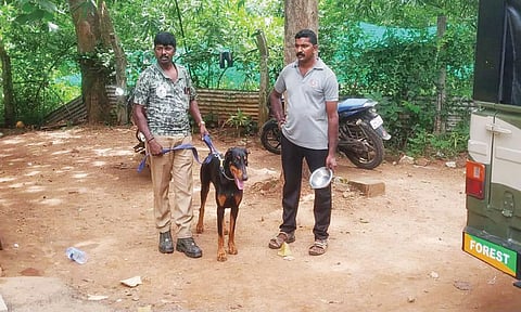 சிற்றாறு வனப்பகுதியில் சுற்றி திரியும் புலியின் நடமாட்டத்தை கண்டறிய மோப்ப நாய் வரவழைப்பு