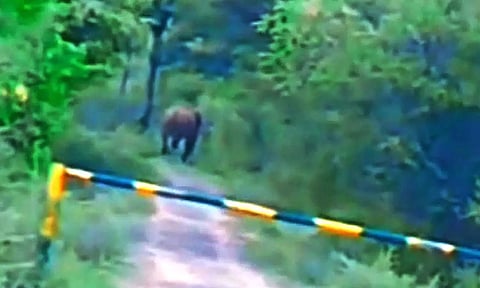 கோவிலாறு அணை பகுதியில் யானைகள் நடமாட்டம்- பொதுமக்களுக்கு வனத்துறை எச்சரிக்கை