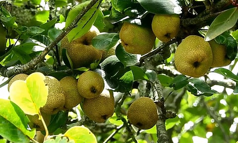 விளைச்சல் குறைவாக உள்ள பேரிக்காய்கள்.
