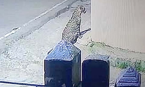 ஊட்டியில் குடியிருப்புக்குள் புகுந்து நாயை வேட்டையாடிய சிறுத்தை